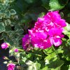 Geranium