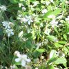 Potentilla Tridentata