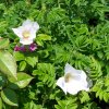 Rosa Rugosa