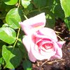 Rose Climbing Aloha