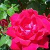 Rose Double Knock Out