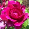 Rose Intrigue