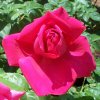 Rose Miss All American Beauty