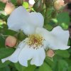 Rose Sally Holmes