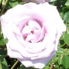 Rose Sterling Silver
